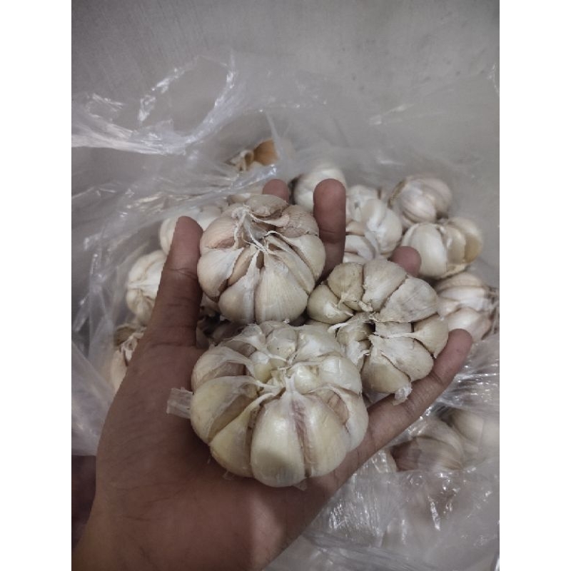 

Bawang Putih