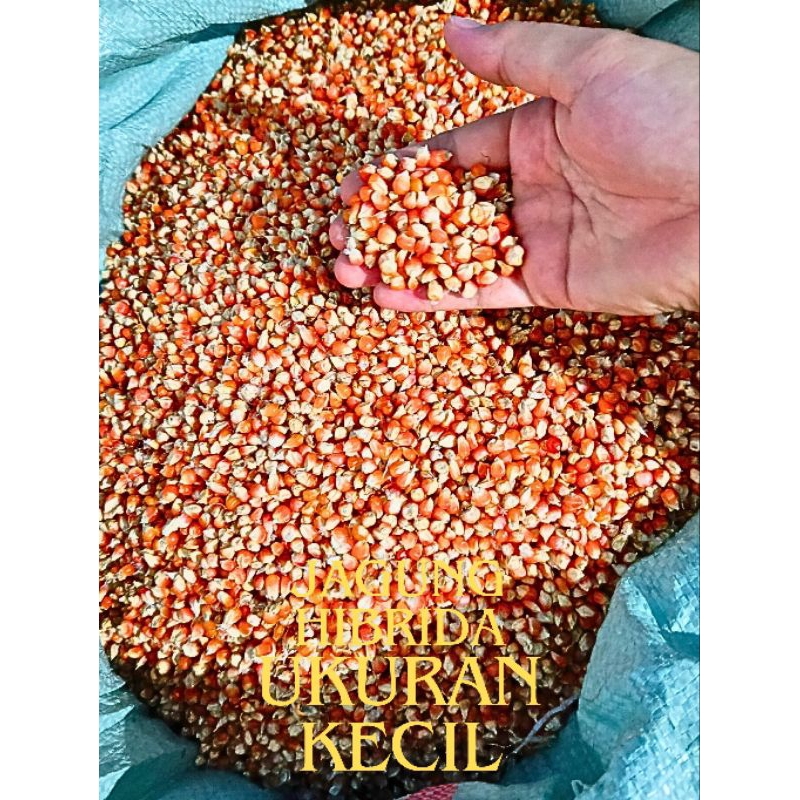 Jagung kristal ukuran kecil pakan ternak