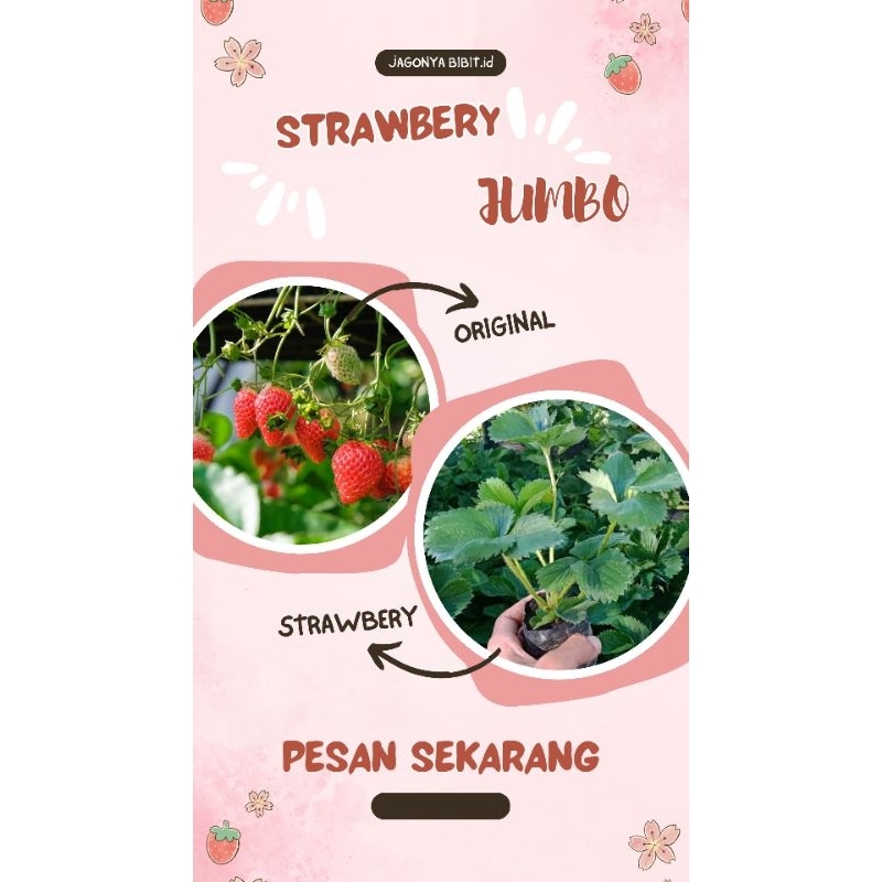 

BIBIT BUAH STOBERI JUMBO ( BELI 5 FREE 1)