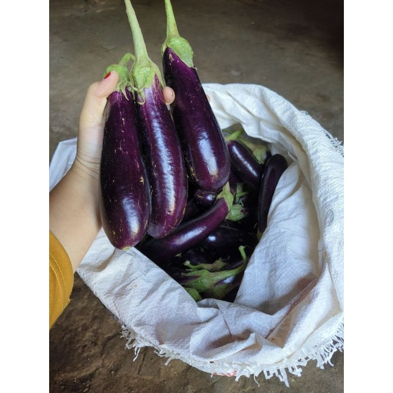 

Terong Ungu Segar 1kg