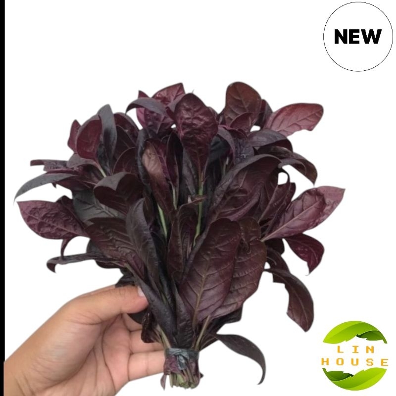 

Daun Handeleum Siem/Daun Ungu Fresh Obat Wasir 100 Gr