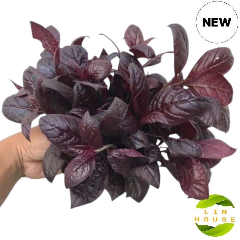 

Daun Ungu/Handeleum Siem Segar Herbs Ambeien/Wasir 100 Gr