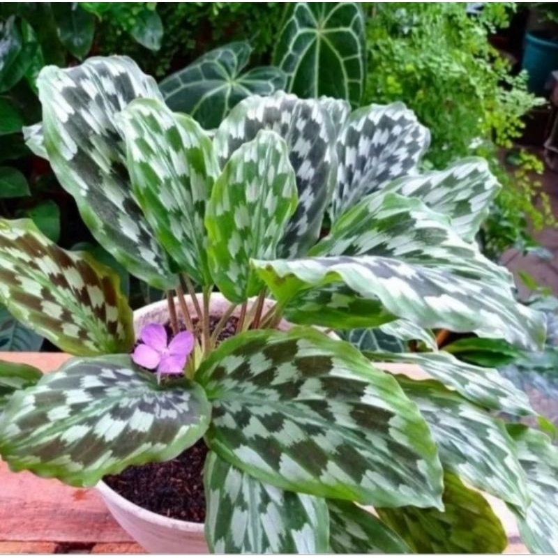 Jual Tanaman calathea Merak/Ekor merak
