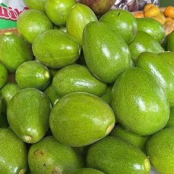 

alpukat mentega mentah 1kg isi 2-4