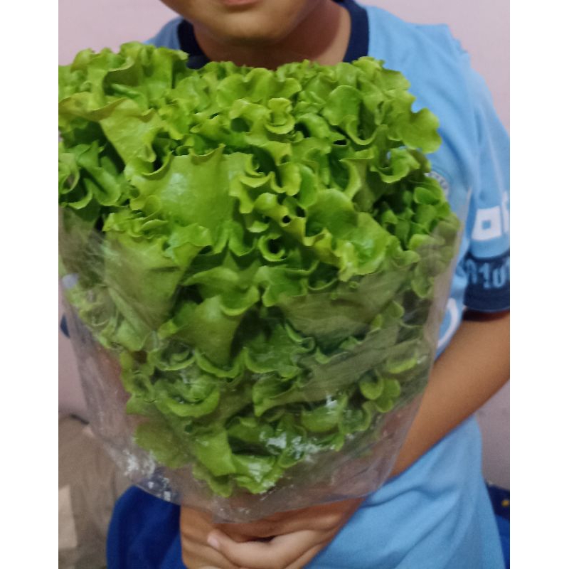 

Selada fresh