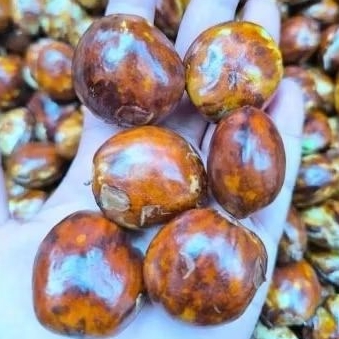 

PROMO Jengkol Jreng Jengki Tua Lokal madiun 1kg