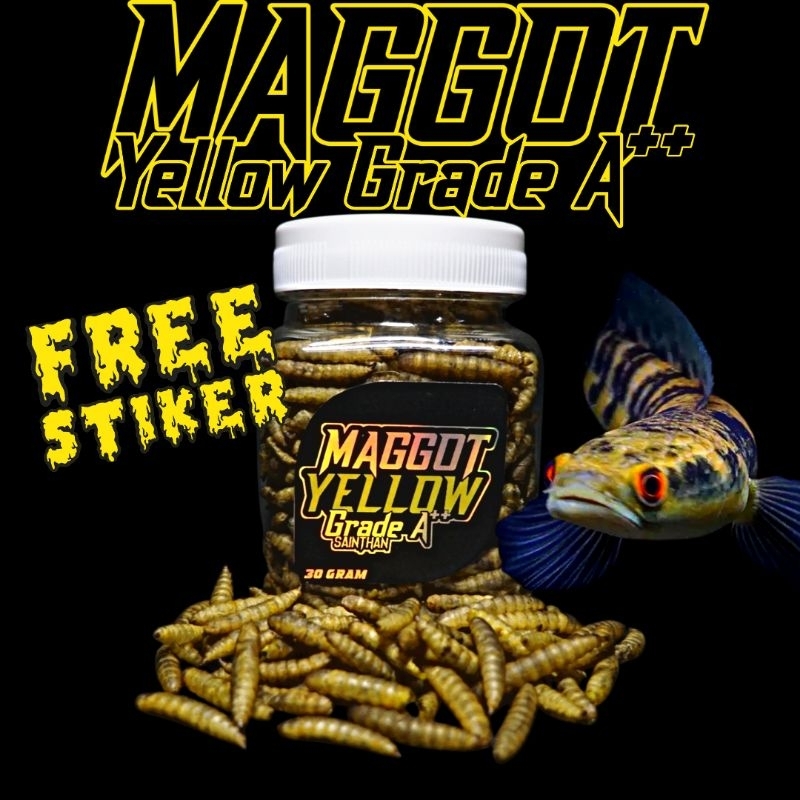 Maggot SaintHan Yellow, Blue, Red, All Colour Grade A untuk Yellos Sentarum, Blue Pulchra, Auranti, 