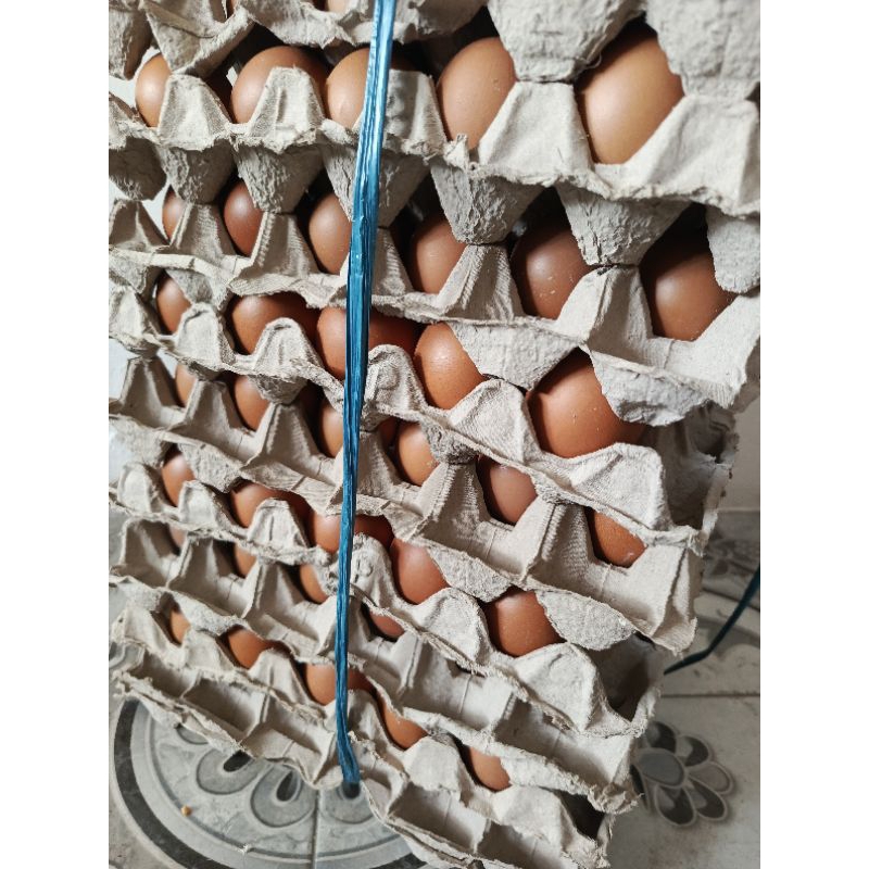 

TELUR 15 KG
