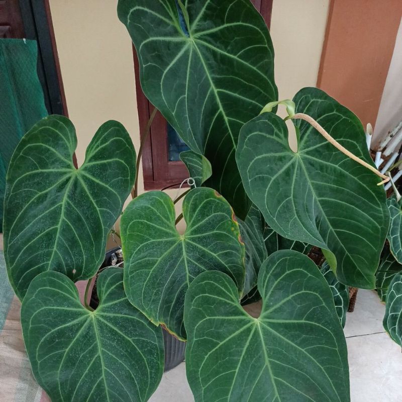 anturium kuping gajah