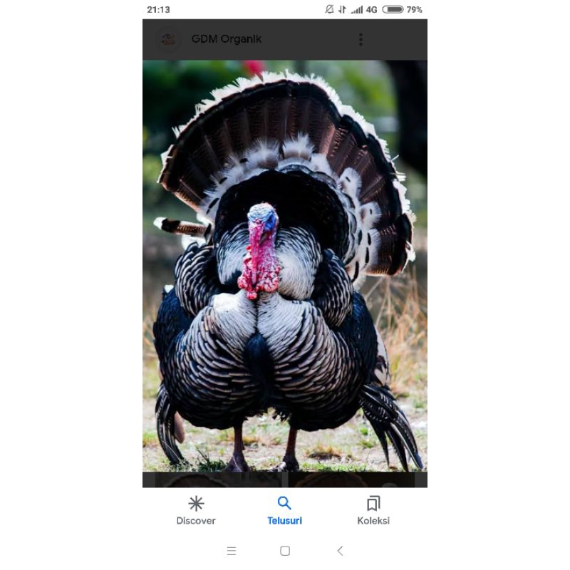 ayam kalkun jantan bronze umur 1 tahun setengah murah