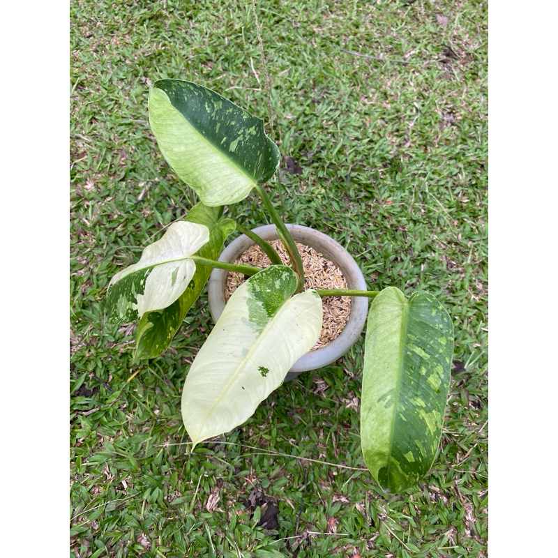 Philodendron Jose Buono