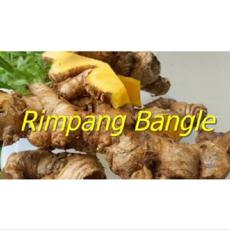 

Panglai/bangle/banggle segar 500 gr masih fresh