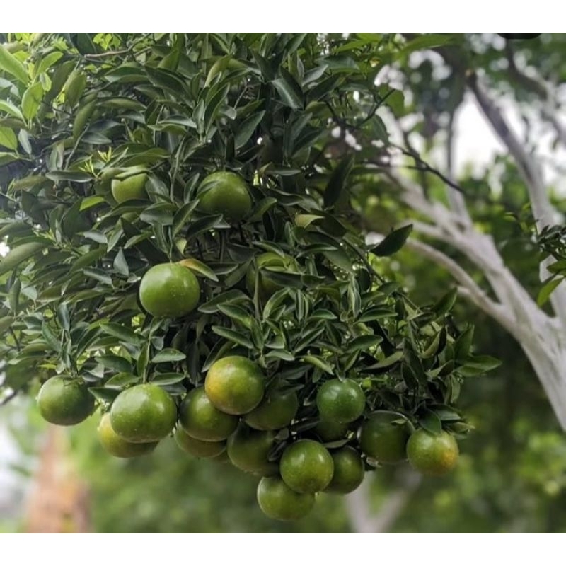 

Bibit Jeruk Choķun madu Thailand #jerukchokun #jerukmanis