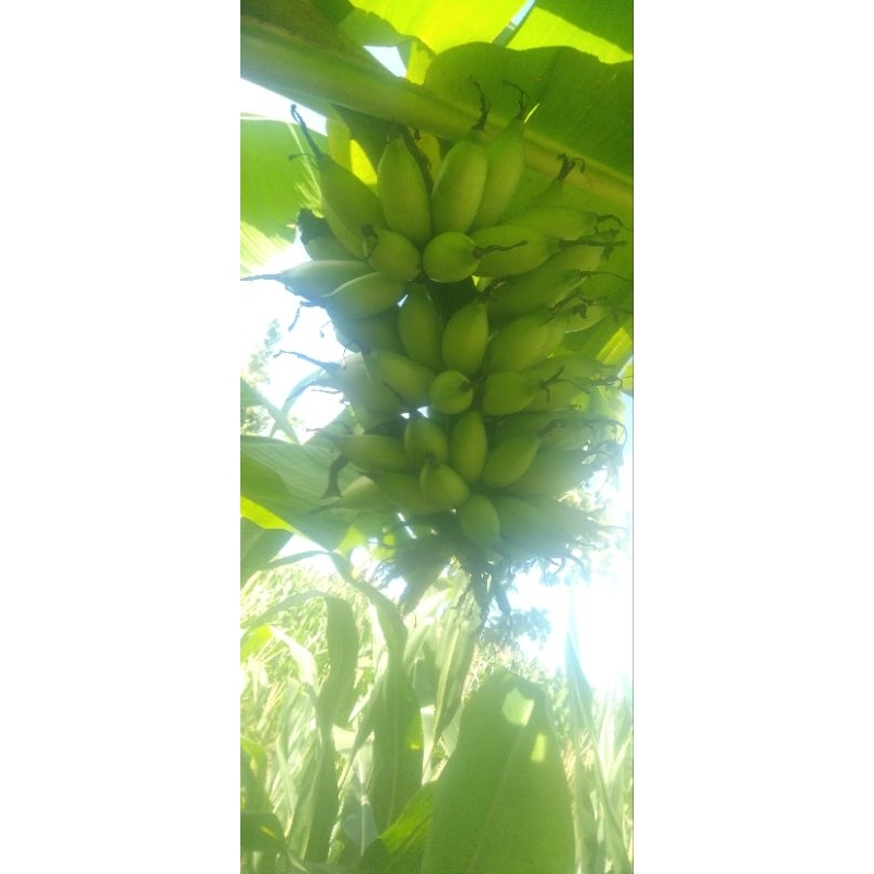 Pisang Ulin