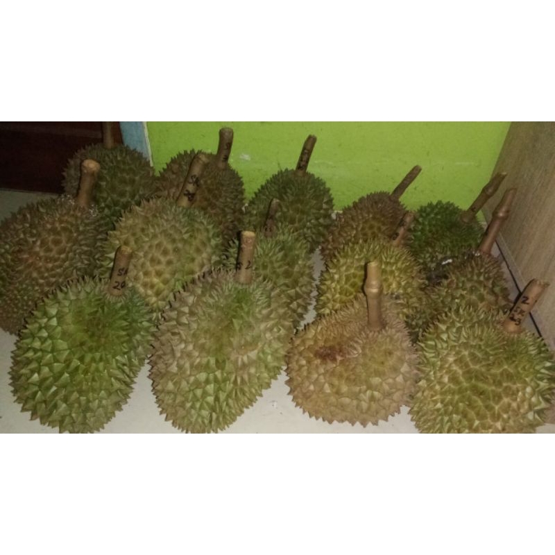 

Duren Asli Banyumas Durian Montong Bawor Berat 1,8 - 3 Kg Murah Garansi Manis