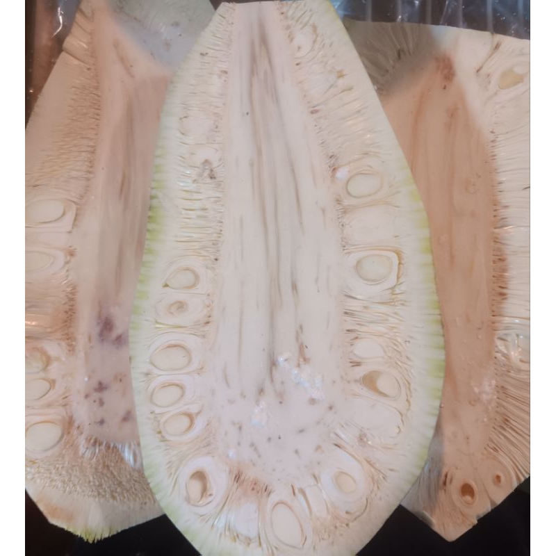 

nangka muda segar 1.kg