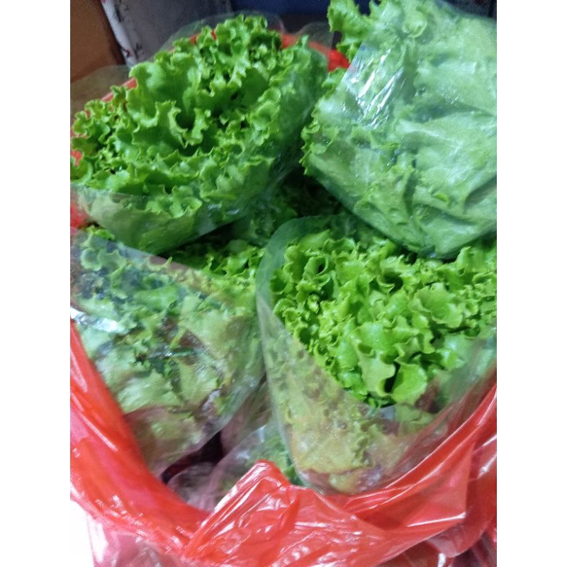 

SELADA fresh