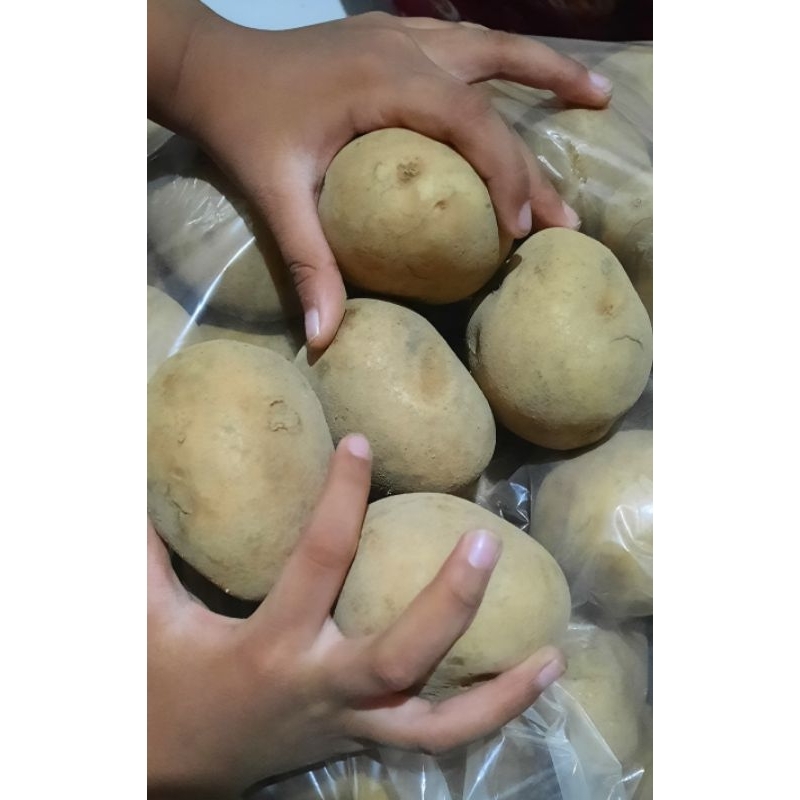 

kentang fresh