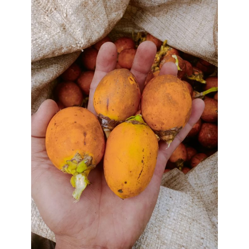 

buah pinang matang segar per 1kg /jambe asak/jambe matang/jebug