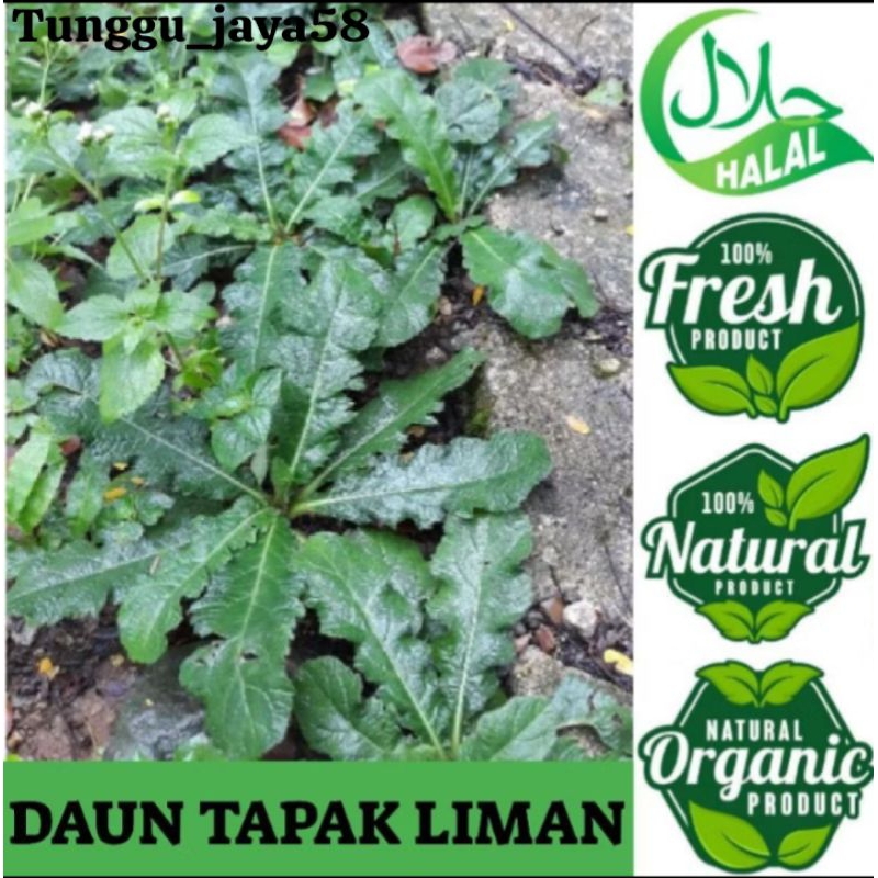 

HERBAL DARI ALAM DAUN TAPAK LIMAN segar alami rumput tanaman herbal