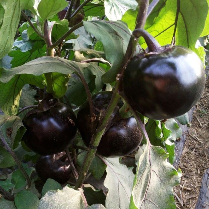 50 biji terong bulat-Terong Marsekal Hitam