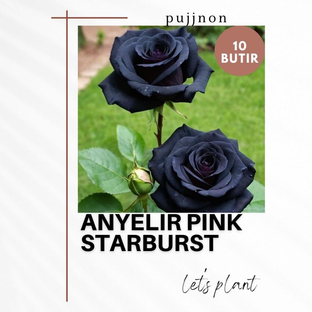 BELI 3 GRATIS 1 Biji Benih Bunga Mawar Hitam isi 10 Biji by PUJJNON