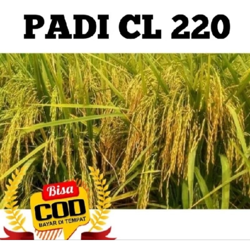 BENIH BIBIT PADI CL220 KEMASAN 2KG