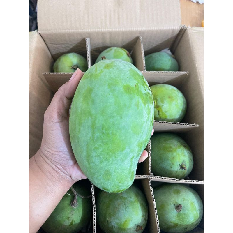 

Mangga Alpukat Premium