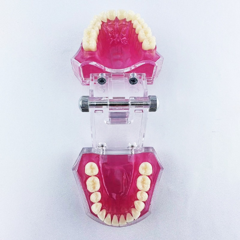 Phantom Gigi Lepas Pasang Model Studi Gigi Alat Peraga Gigi Dental Model -