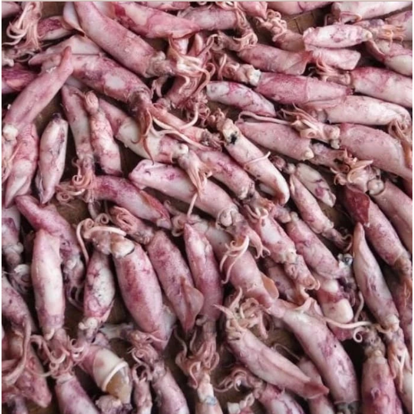 

Ikan Cumi Asin Setengah Kering Kemasan 100 Gram Murah & Hemat