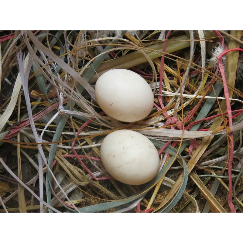 

Telur Merpati ASLI Untuk Kesehatan/Jamu/Untuk Bayi