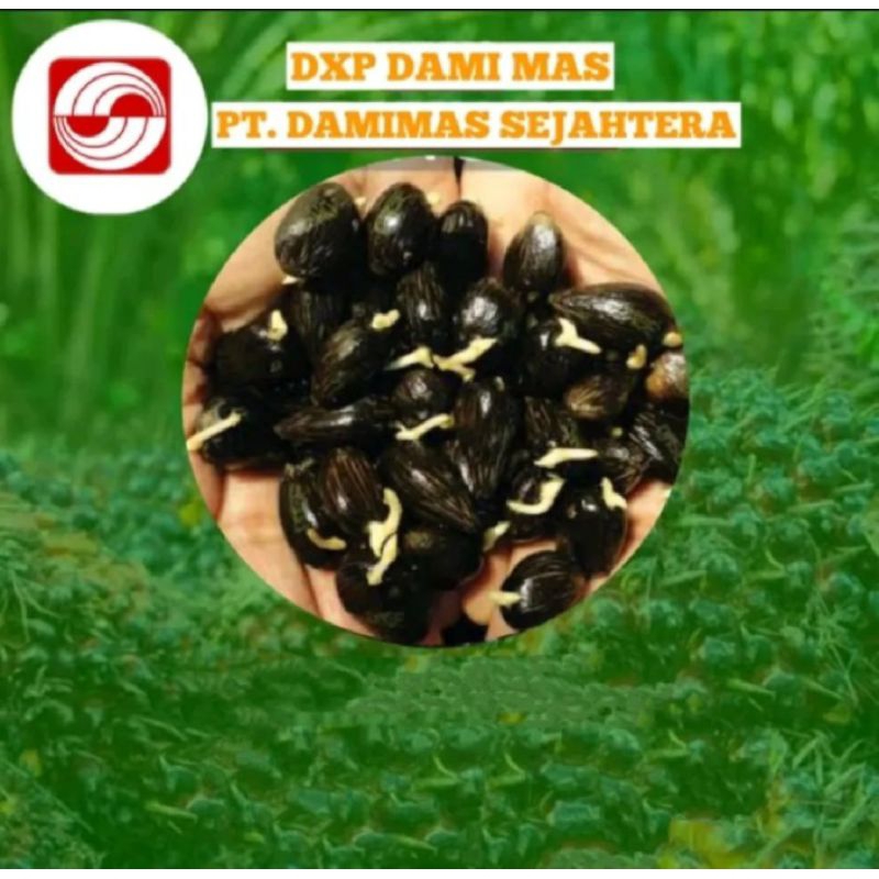 Harga per butir 8000/bijian benih sawit DAMIMAS original