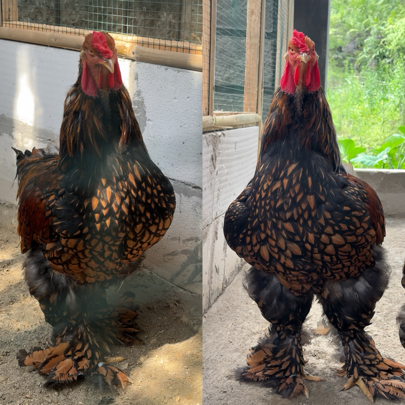 Anakan Ayam Brahma Jenis Gold Laced