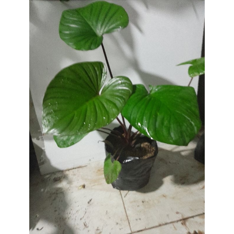 homalomena batang merah