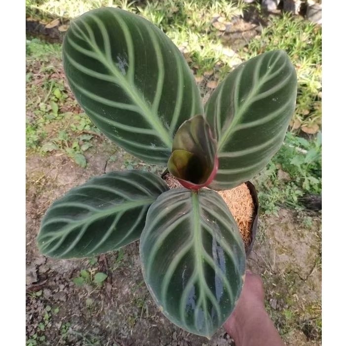 Tanaman Hias Calathea Ecuadoriana ( Calathea Red Zebrina )
