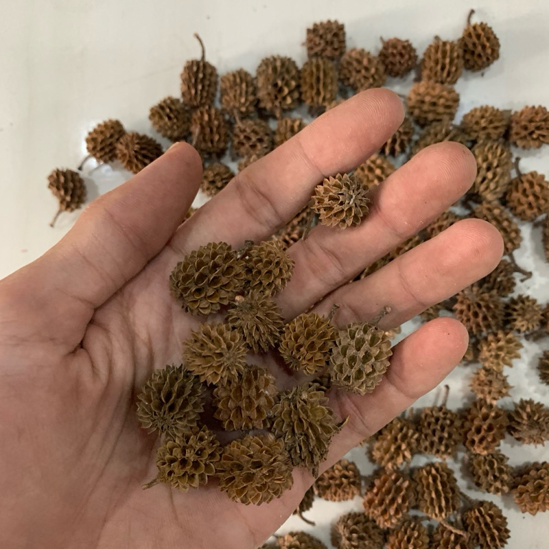 

(1kg) Biji Durenan Cemara Laut Warna Natural