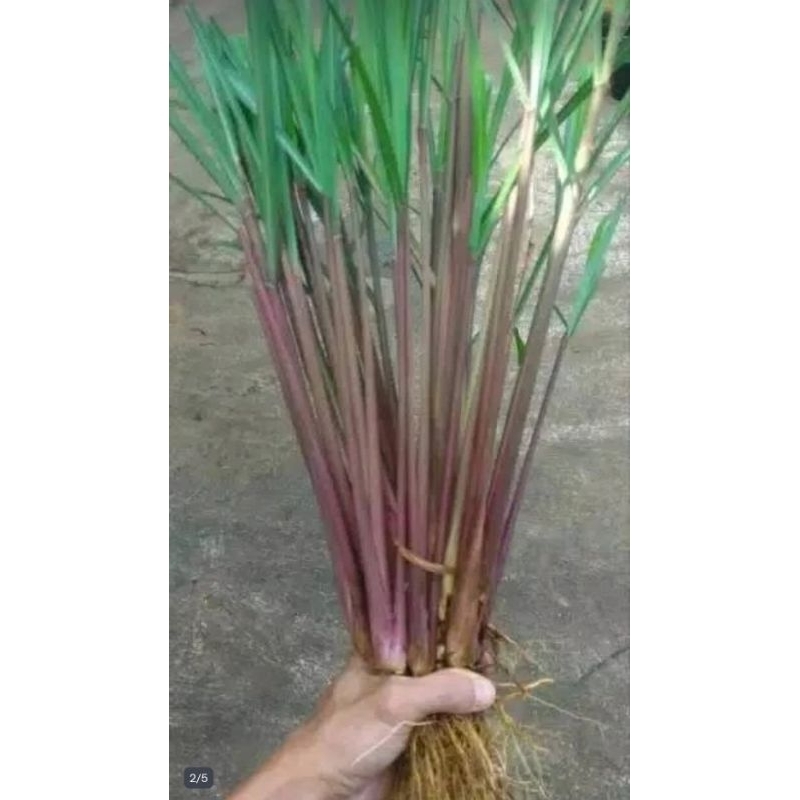 

1KG Tanaman Sereh Wangi Berakar Siap Tanam