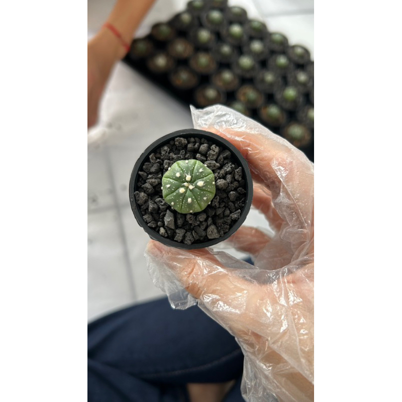 Kaktus astro asterias nudum super kabuto astrophytum