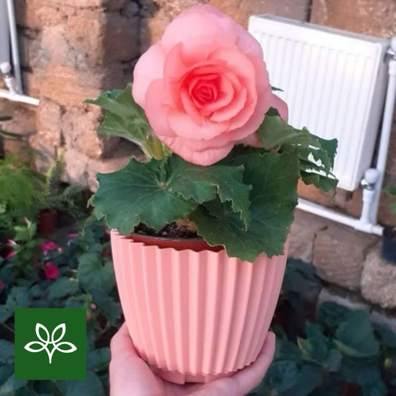 TANAMAN HIAS BUNGA BEGONIA MAWAR