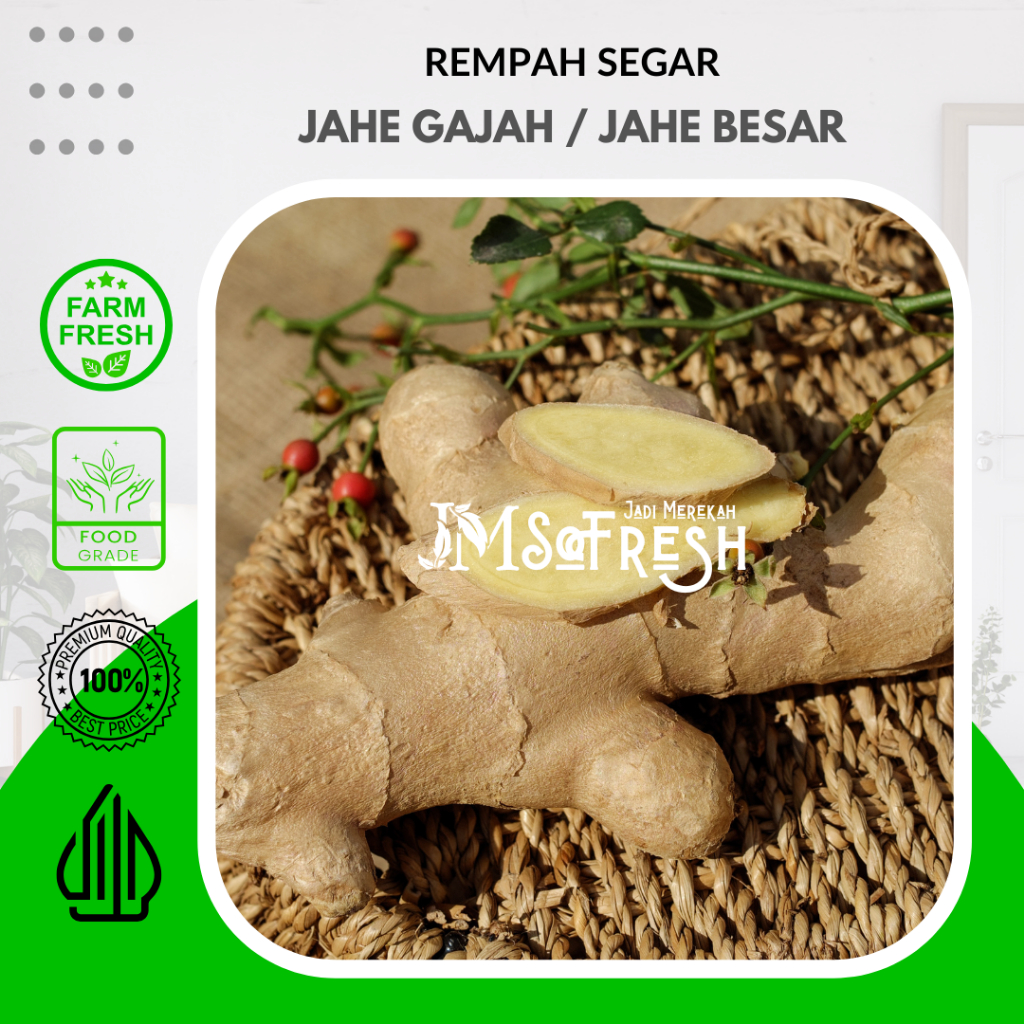 

[JM SoFresh] Jahe Gajah / Jahe Besar