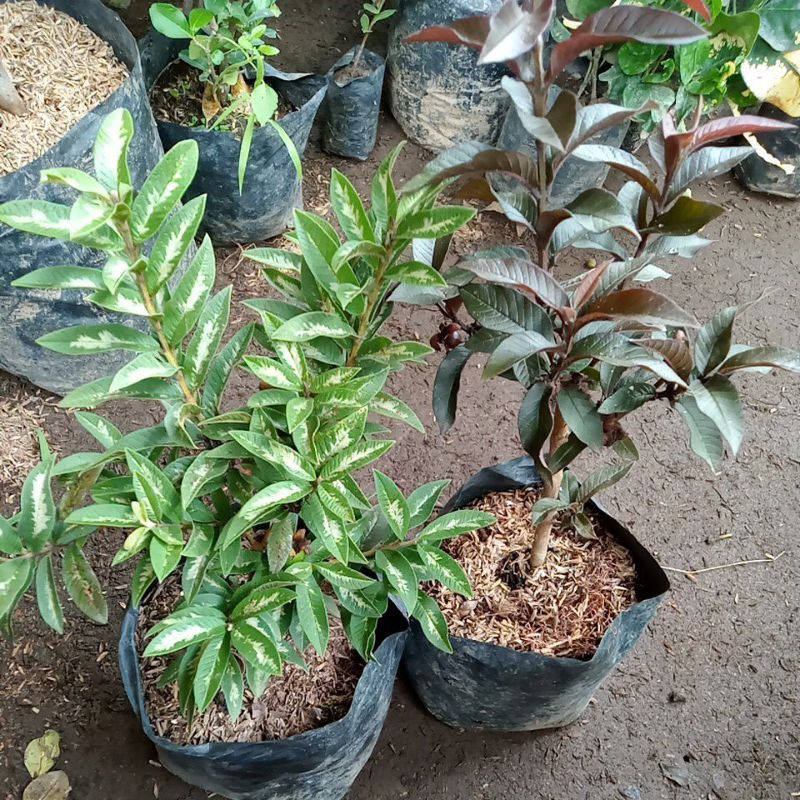 

Jambu Kristal Krikil
