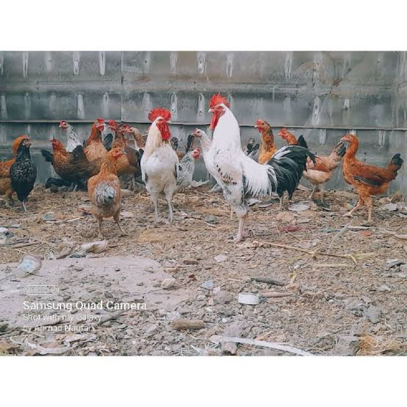 

TELURF FERTIL AYAM YUDISTIRA MULTIGUNA UNTUK DITETASKAN