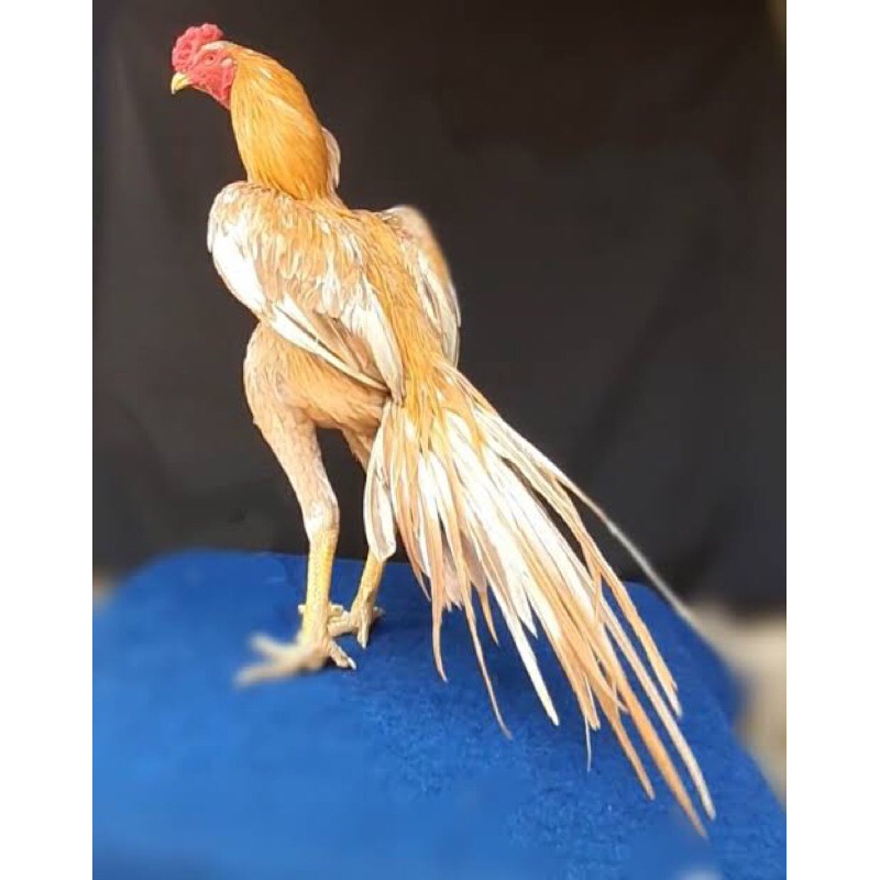 

2 telur ayam fertill ekor lidi bangkok asli