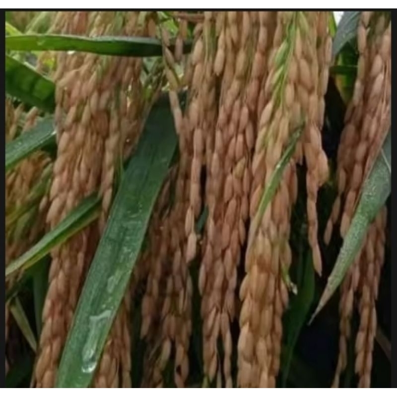 BENIH PADI UNGGUL TRI SULTAN JENIS TERBARU 1KG