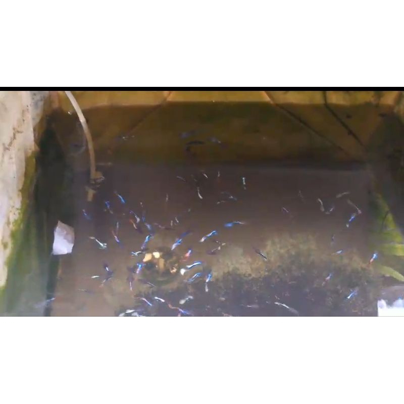 ikan guppy sepasang siap bertelur