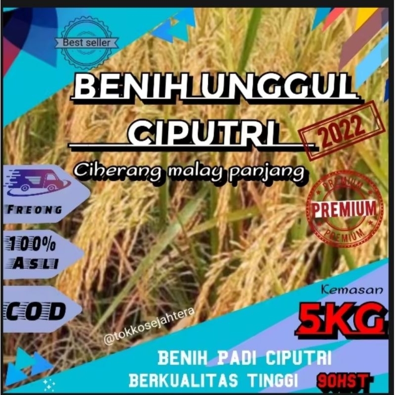 BENIH PADI CIPUTRI CIHERANG MALAY PANJANG 5KG