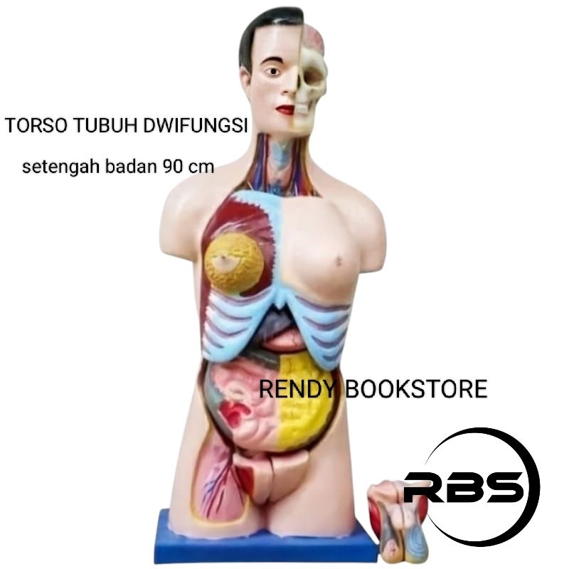 

ALAT PERAGA PENDIDIKAN ANATOMI TORSO TUBUH DWIFUNGSI SETENGAH BADAN 90 CM