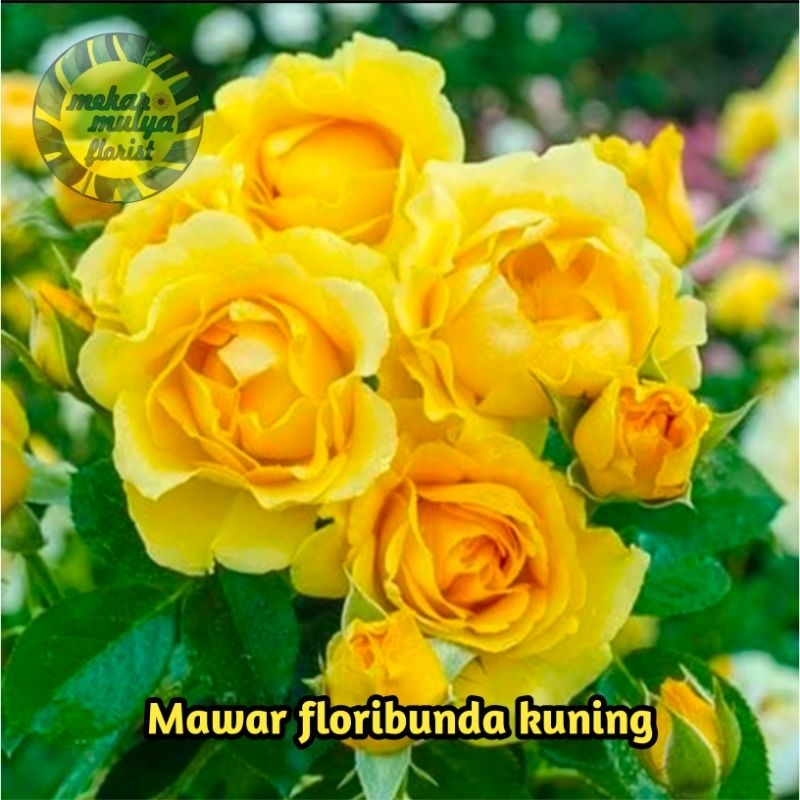 Tanaman mawar floribunda sudah berbunga warna kuning satu cabang banyak kuncup - asli  Bukan Bibit b