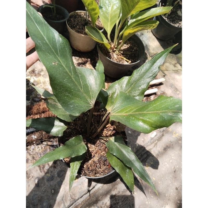anthurium black garuda ( rimbun roset)