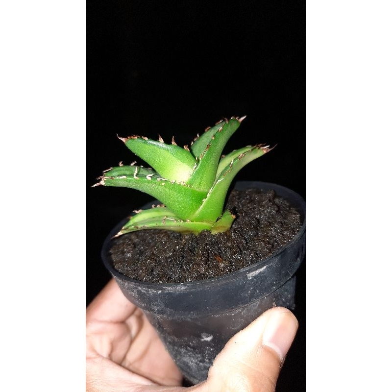 Agave titanota Solar Eclipse small